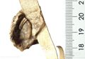 http://images.icar-us.eu/iiif/2/img%2FDE-HStAMa%2FUrk56%2FUrk. 56 Nr.1232 Siegel 1 (1494 April 12).jpg/full/120,/0/default.jpg